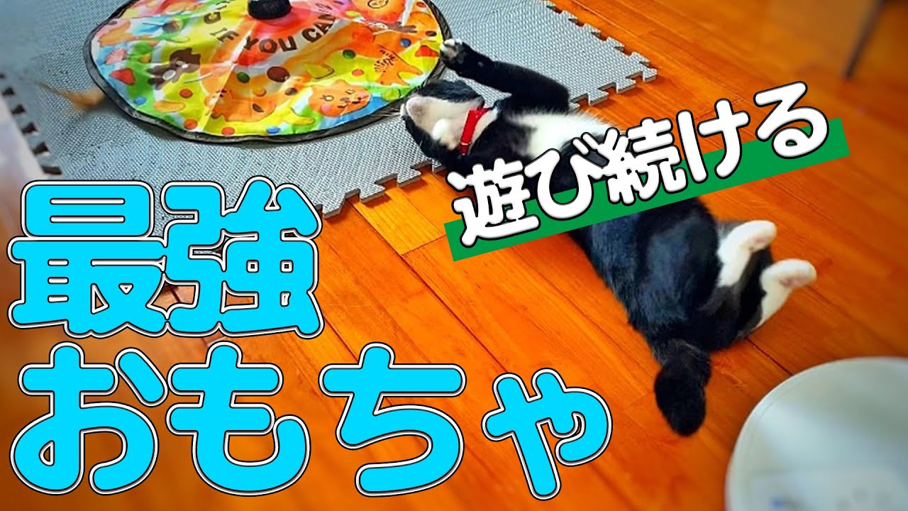 If you're not sure what to buy, buy this!] The ultimate cat toy