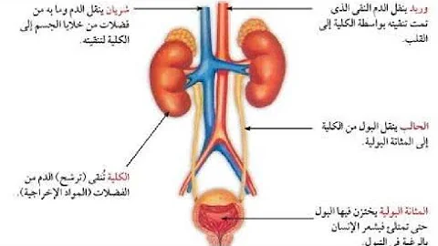 الاخراج جهاز أجهزة الإدخال