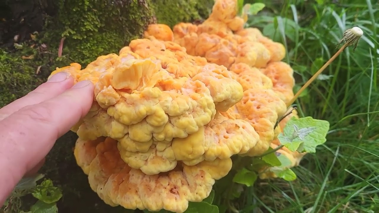 Ciechanowiec, Muzeum Rolnictwa i miejsce gdzie działał słynny botanik Kluk (1739-96)