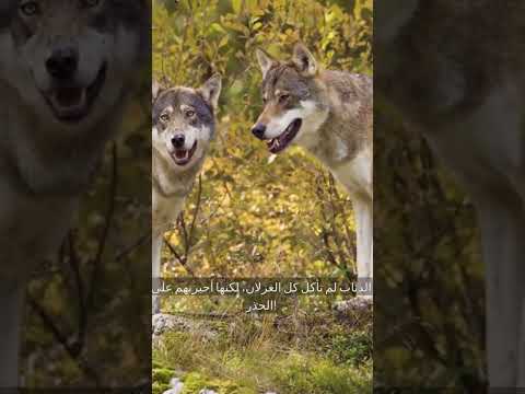 أغرب قصة عن الطبيعة 14 ذئبا تنقذ نظاما بيئيا كاملا 