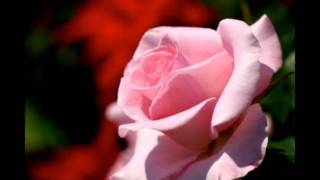 Video thumbnail of "salvatore adamo j'avais oublié que les roses sont roses.wmv"