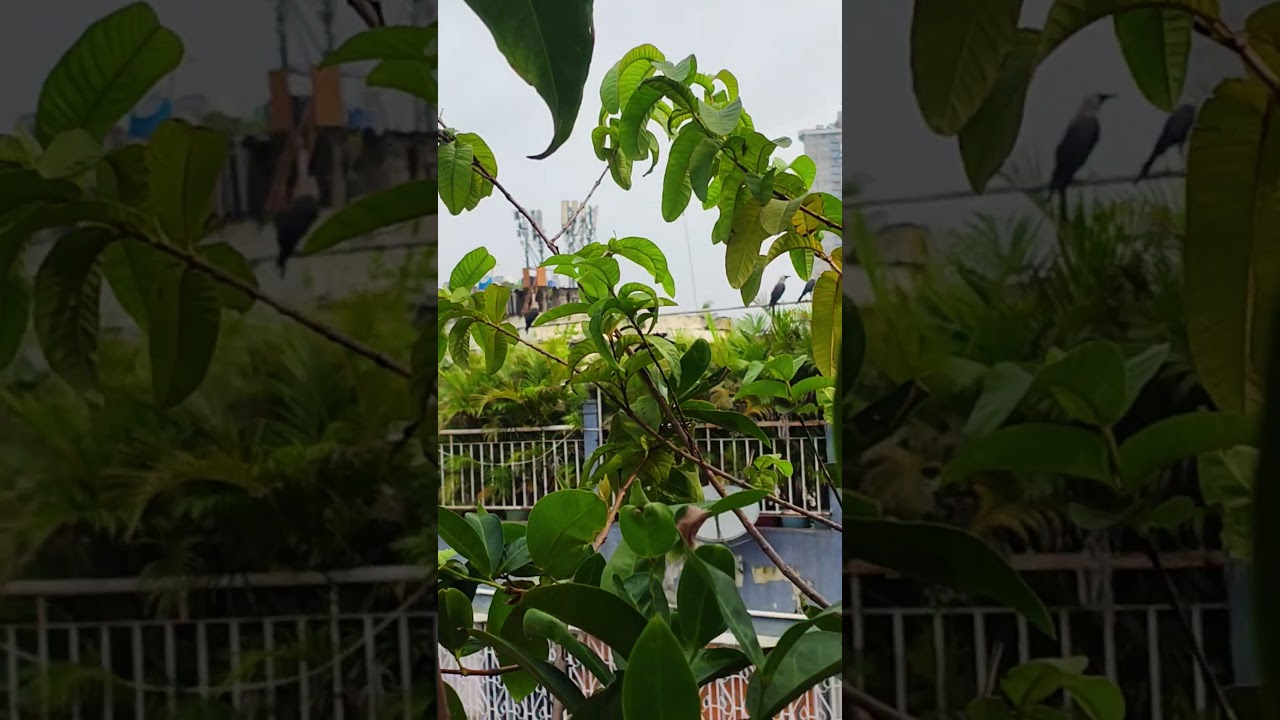 koto kak 😳😳 #shortvideo #adakfamilylife #crow