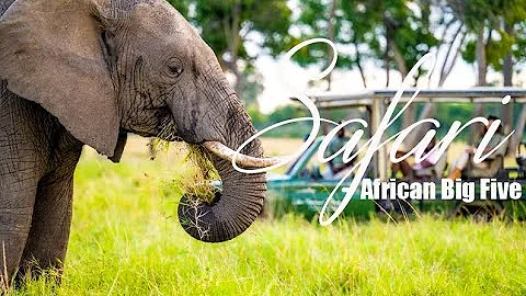 The best African Big five safari: Great wildlife experience on your African safari