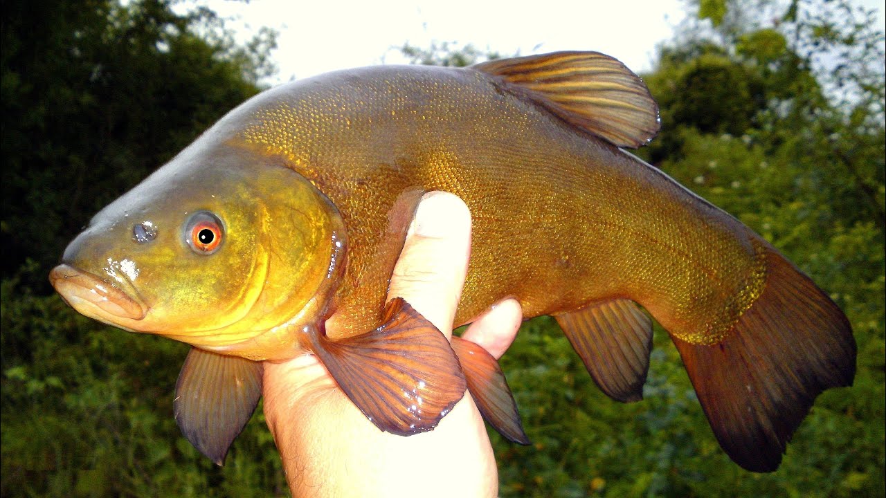 Риболов на Лин и Костур HD