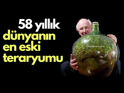 Video: Kavanozdaki bitkiler: florarium türleri ve kendi ellerinizle bir kompozisyon oluşturma