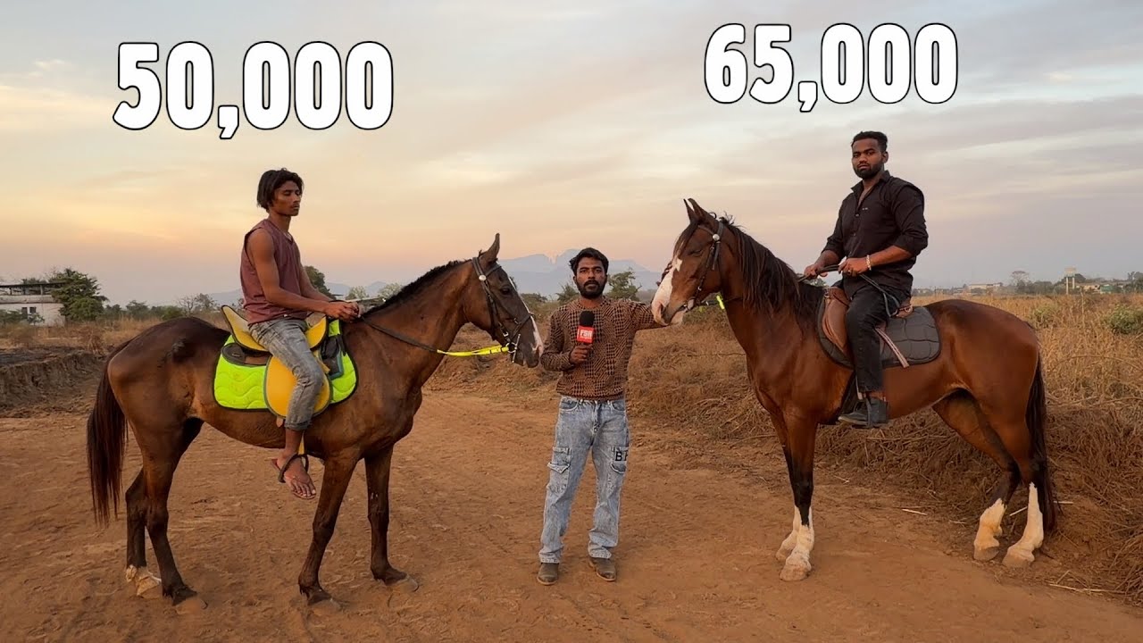 50k Mein Marwari Ghodi, 65k Mein Sindhi Ghodi at Choudhary Stud Farm Padgha