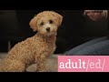 adult(ed) Ep. 6: PUPPIES! HOW TO TRAIN YOUR DOG