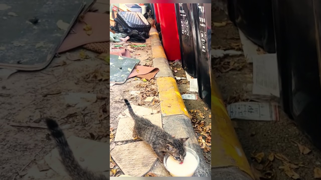 Несколько бездомных котят живут возле ряда мусорных баков