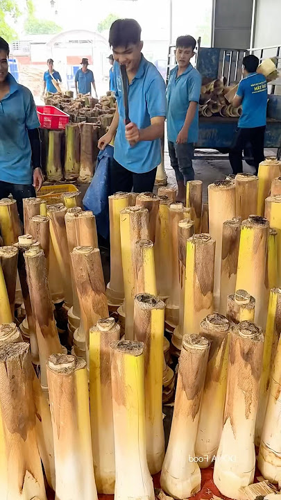 Selling of coconut tree shoots in Vietnam