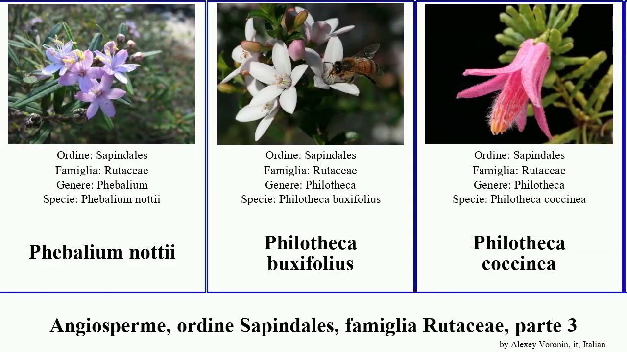 Angiosperme, ordine Sapindales, famiglia Rutaceae, parte 3 melicope leionema zieria philotheca