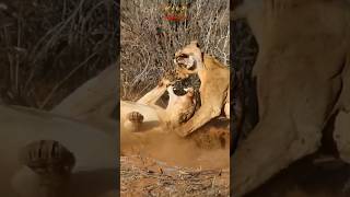 Lionesses Fights For An Ostrich Feast #youtubemadeforyou #wildlife #lion #shortsafrica