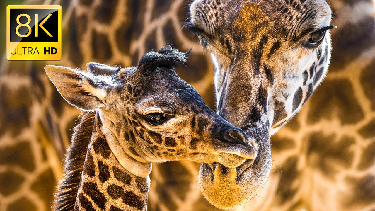 Baby giraffe makes new friends | Serengeti - BBC