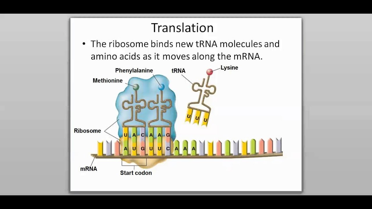 12 -3 RNA and Protein Synthesis (Part 3) - YouTube