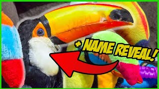 Disabled Toucan Rehab: 6 Month Update