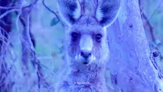 Baby Kangaroo Is In The Pouch | Wildlife Photography | Australian Wildlife