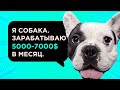 Как собаки зарабатывают на Ютубе, Тик Токе и Инстаграме в 2021 году