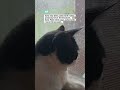 Dia juga BT guys #catcontent #kucinglucubandung #cat #kucing