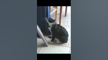 Mr. Darcy shimmies - Mr. Darcy, Tuxedo cat #shorts