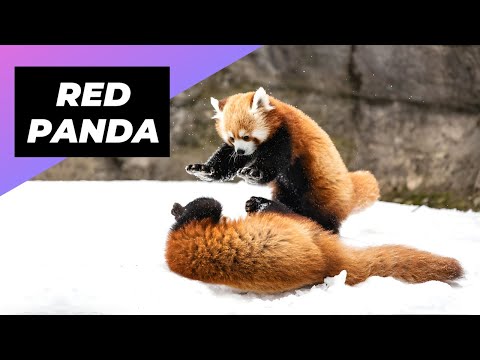 Videó: Pet Scoop: Nemzeti Állatkert neve Panda Cub, az egyik világ legrosszabb kutyája meghal