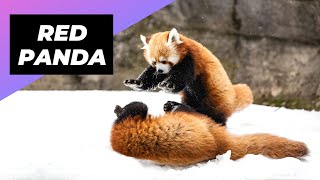 Red Panda 🐼 One Of The Cutest And Rarest Animals In The Wild #shorts