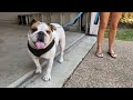 We adopted an english bulldog but had to return him to the rescue group after he bit my wife