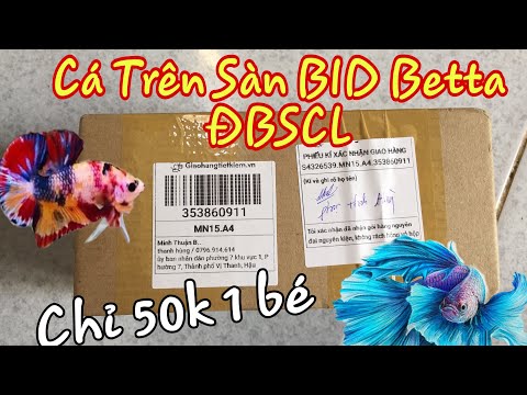 Cá đấu Giá Trên sàn BID Betta ĐBSCL Chỉ 50k. Giá Cá Sập Sàn sẽ Ntn? Cá đấu Giá Trên sàn BID Betta ĐBSCL Chỉ 50k. Giá Cá Sập Sàn sẽ Ntn?