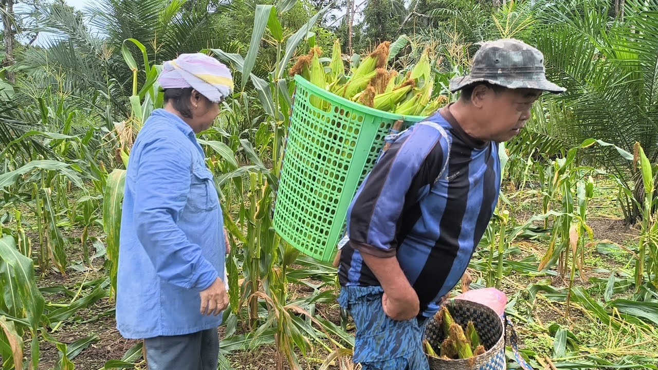 Ngahang Jagung Memat