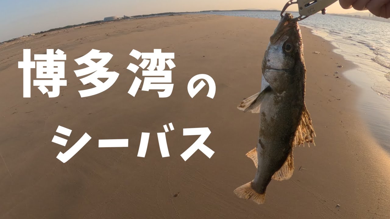 【サーフ釣り】福岡の博多湾で春のシーバスを狙う！