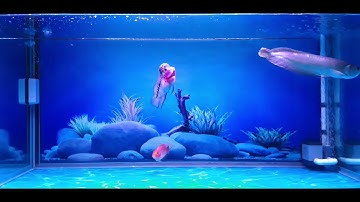 Cá La Hán Với Cá Rồng