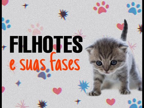 Vídeo: Como tratar a conjuntivite em gatos: 11 etapas