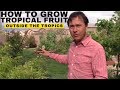 How to Grow Tropical Fruit Trees Outside the Tropics in Las Vegas or Anywhere