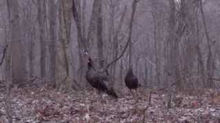 Wild Turkey Kee Kees and Assembly Call