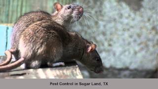 Dragon Pest Control Pest Control Sugar Land TX