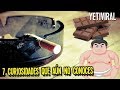 TOP 7 Curiosidades que debes conocer