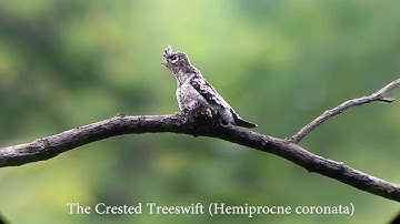 The Crested Treeswift (Hemiprocne coronata)