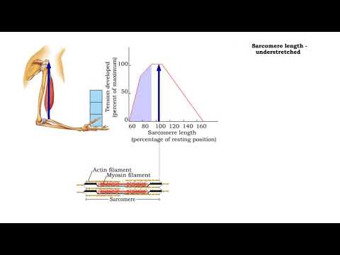 Video: Během svalové kontrakce délka vlákna?