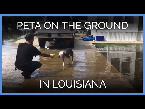 PETA’s Team Is on the Ground in Louisiana