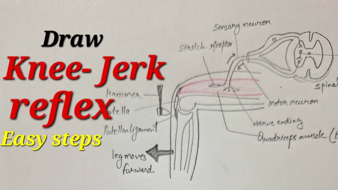 Why Is The Knee Jerk Reflex Important For Walking Why Is The Knee Jerk Reflex Important For Walking