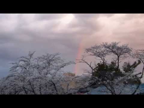真岡市の桜　点灯式　行屋川　虹が出た　　2014.4.4