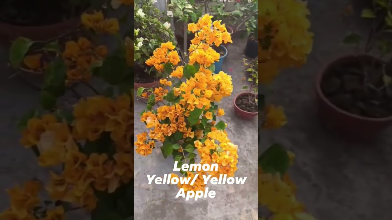 Lemon Yellow / Bougainvillea Garden / Flowers Bloom / Rare