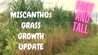 How to Grow Miscanthus Giganteus Elephant Grass | Growth Update of Fastest and Tallest Grass Elephant Grass