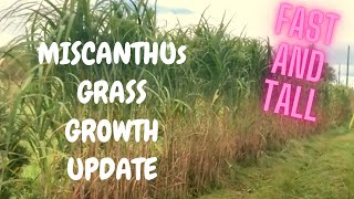 How to Grow Miscanthus Giganteus Elephant Grass | Growth Update of Fastest and Tallest Grass by Eden Green Farm and Adventures 22,721 views 3 years ago 5 minutes, 4 seconds