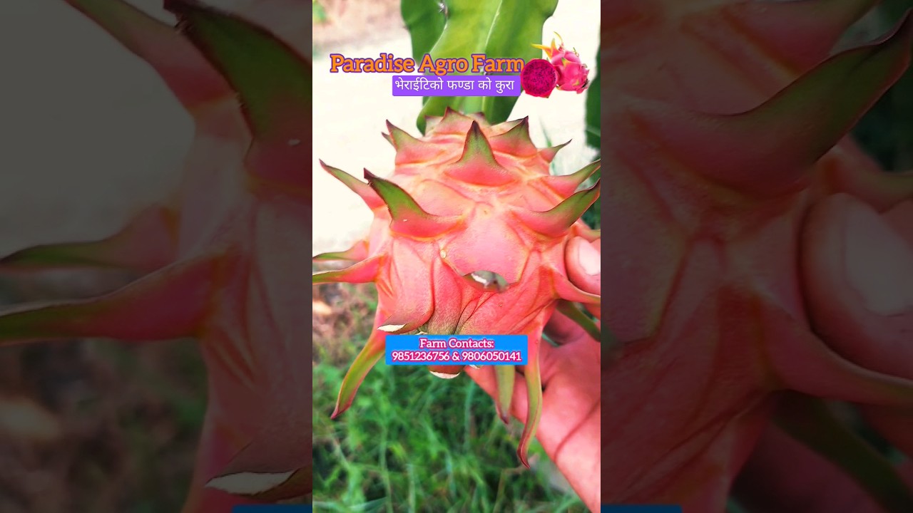 Importance of Dragon Fruit Variety 