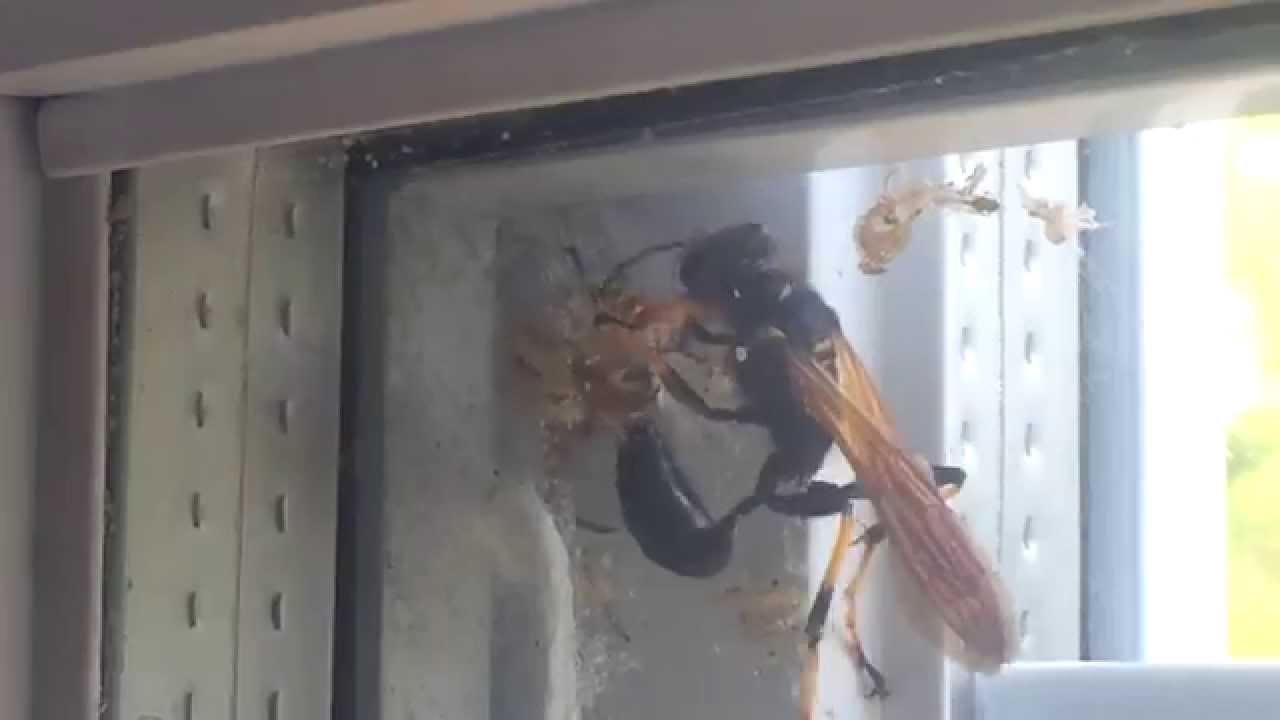 ジガバチやアメリカジガバチってどんな蜂 刺すの