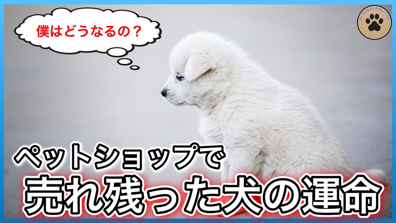 【元経営者が暴露】ペットショップの深〜い闇🫢