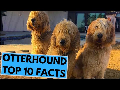Video: Otterhound Hondenras Hypoallergeen, Gezondheid En Levensduur