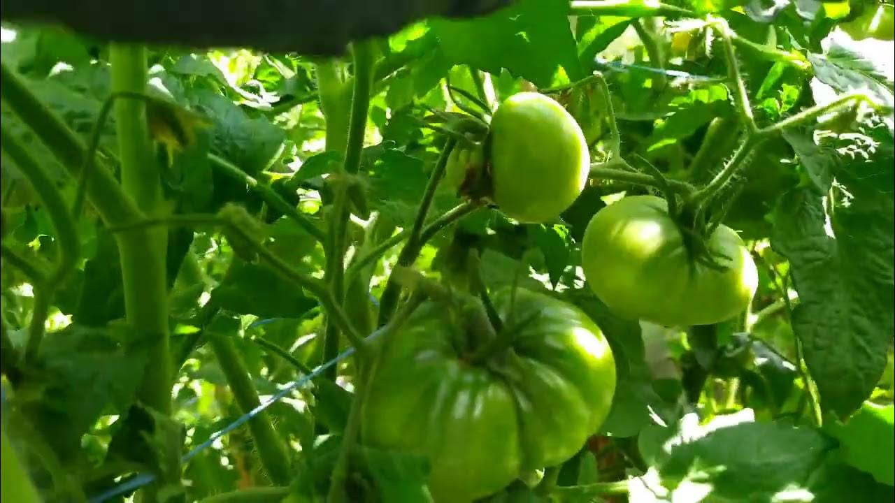 ТОМАТЫ-гномы открытого грунта по СОРТАМ - YouTube