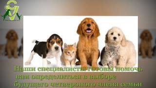 Сеть ветеринарных клиник в центре Израиля 052-2506596 Сеть ветеринарных клиник в центре Израиля 052-2506596