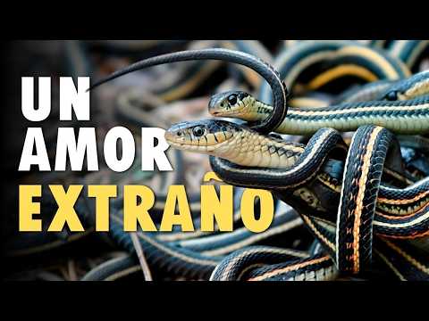 These animals have the strangest mating ritual on the planet