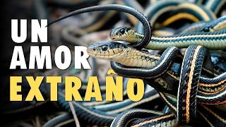 Estos animales tienen el ritual de apareamiento más extraño del planeta